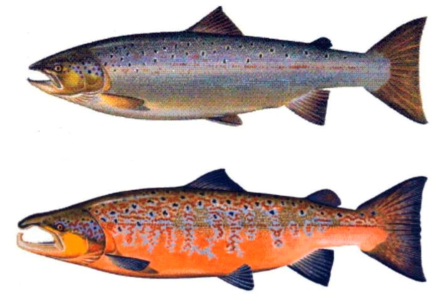 Salmo salar_08